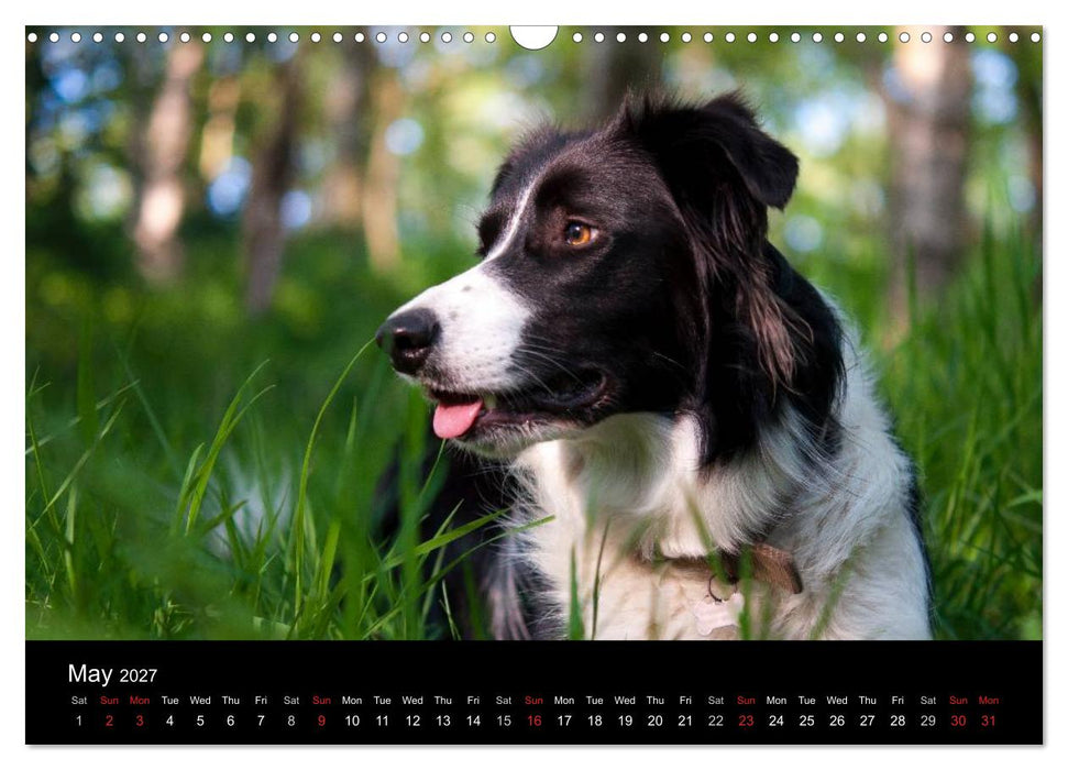 Beauty of a Border Collie (CALVENDO Monthly Calendar 2027)