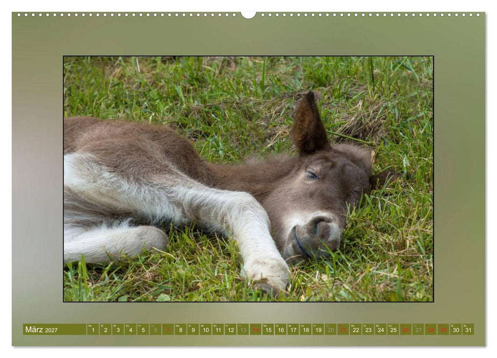 Pferde Vom Minishetty bis zum Kaltblut (CALVENDO Wandkalender 2027)