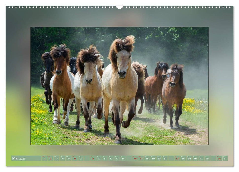 Pferde Vom Minishetty bis zum Kaltblut (CALVENDO Wandkalender 2027)