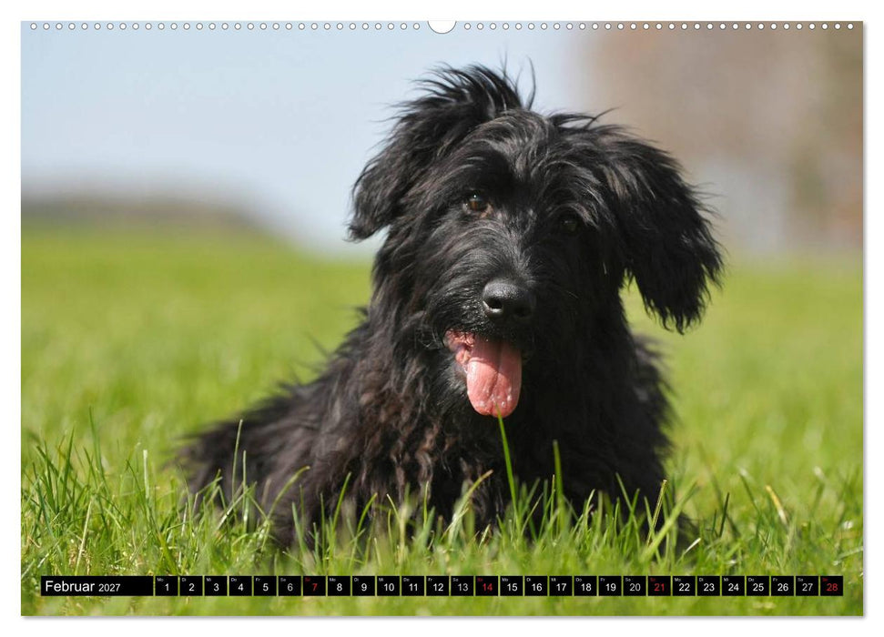 Altdeutsche Hütehunde - Fast vergessen (CALVENDO Premium Wandkalender 2027)