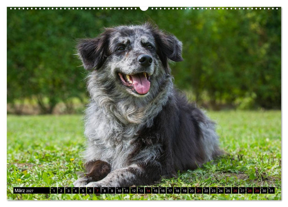Altdeutsche Hütehunde - Fast vergessen (CALVENDO Premium Wandkalender 2027)