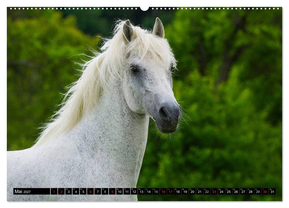 Traumpferd Lipizzaner (CALVENDO Premium Wandkalender 2027)
