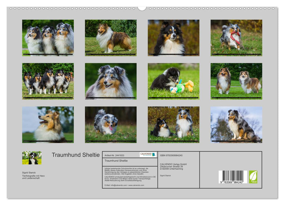 Traumhund Sheltie (CALVENDO Premium Wandkalender 2027)