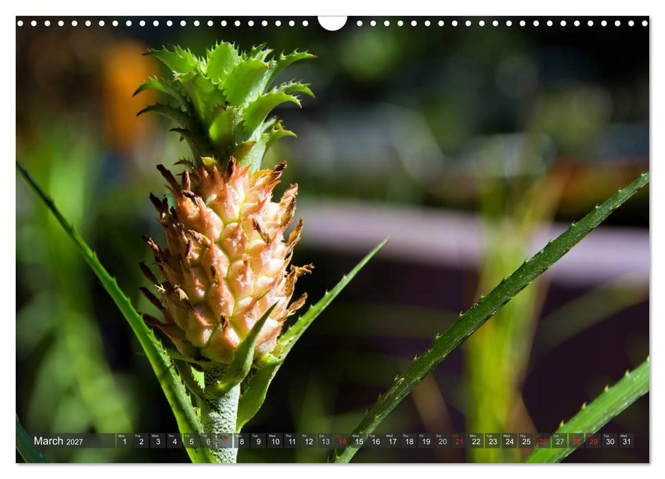Amazing Costa Rica (CALVENDO Monthly Calendar 2027)