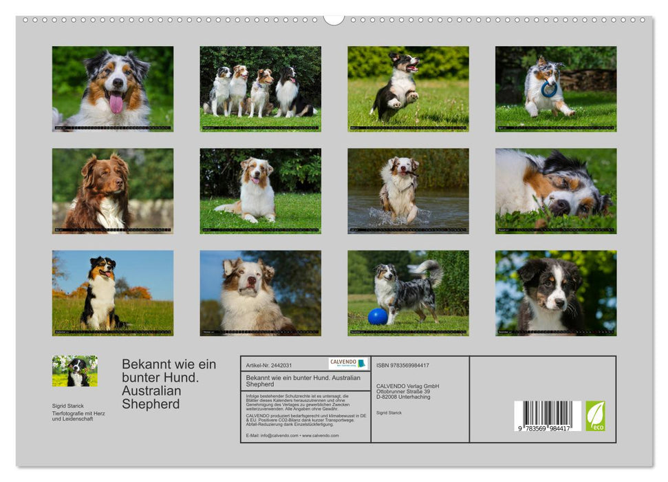 Bekannt wie ein bunter Hund. Australian Shepherd (CALVENDO Premium Wandkalender 2027)