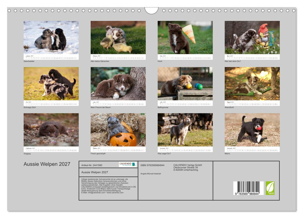 Aussie Welpen 2027 (CALVENDO Wandkalender 2027)