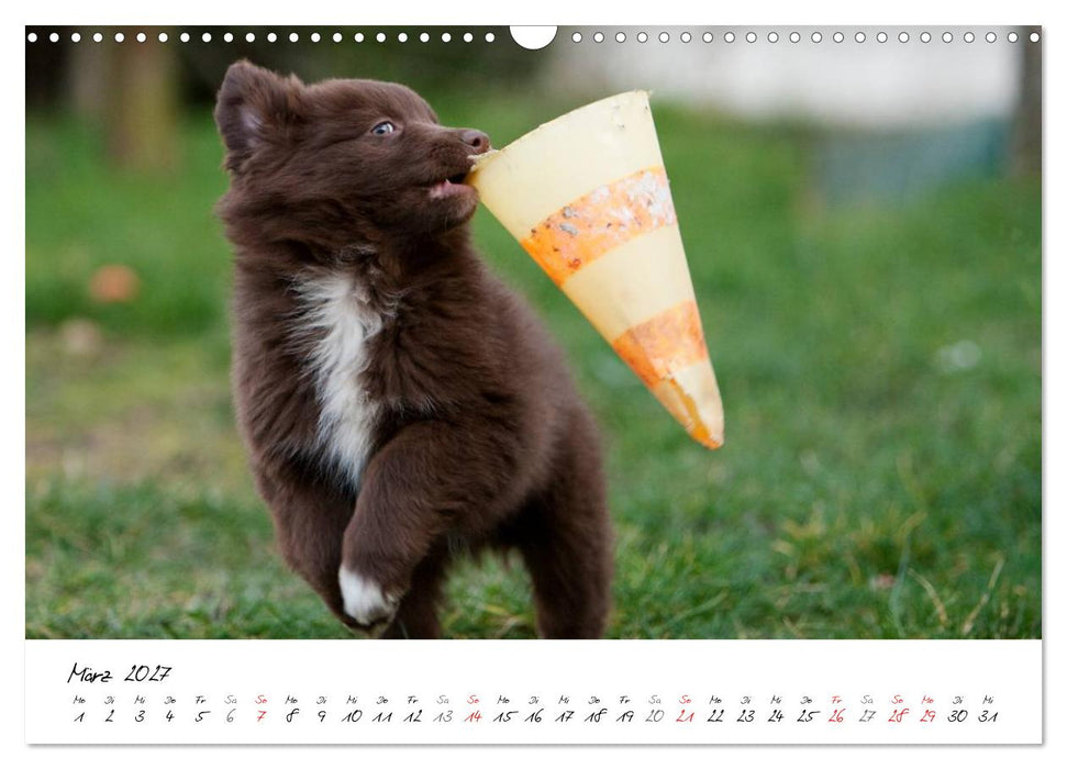 Aussie Welpen 2027 (CALVENDO Wandkalender 2027)