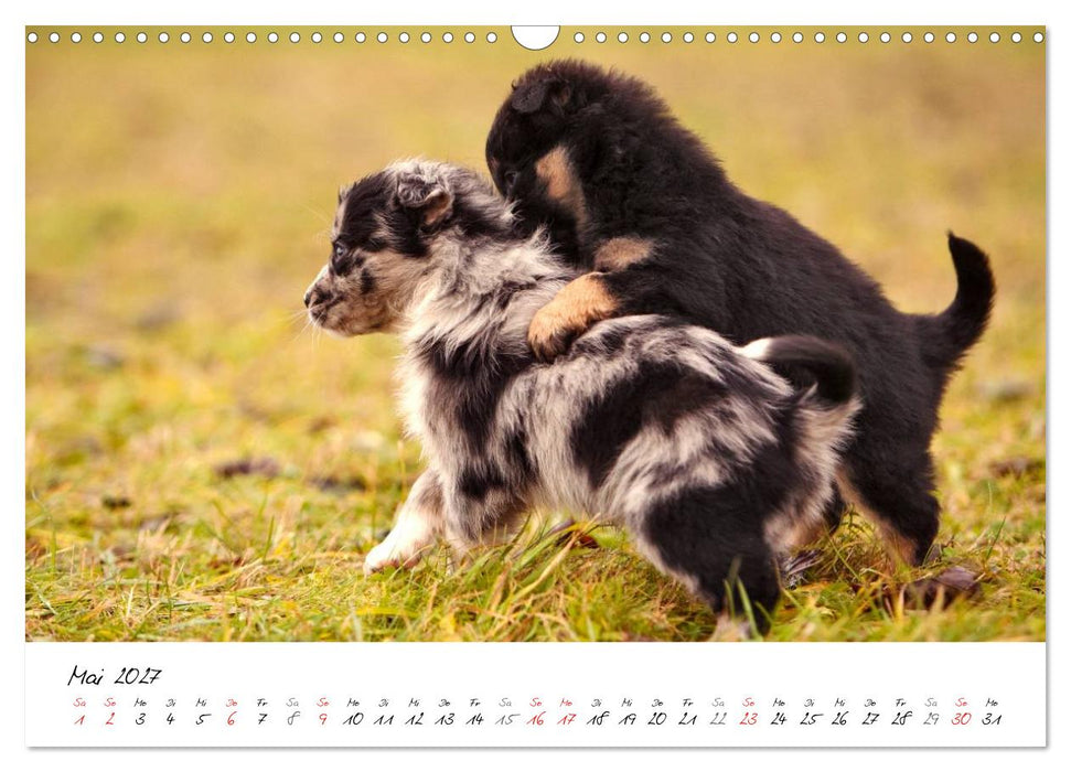 Aussie Welpen 2027 (CALVENDO Wandkalender 2027)
