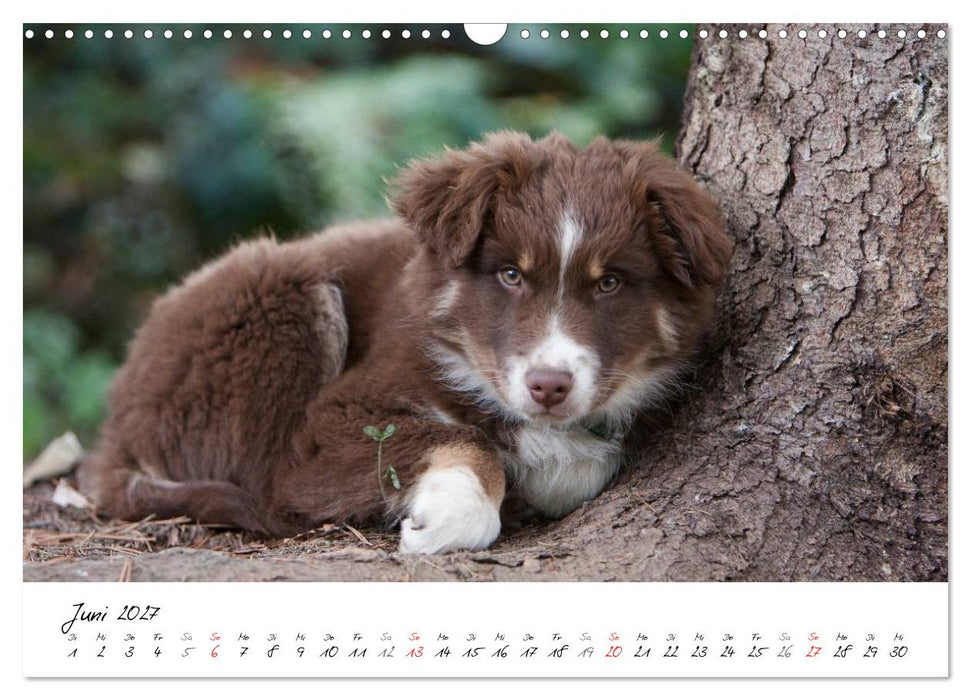 Aussie Welpen 2027 (CALVENDO Wandkalender 2027)