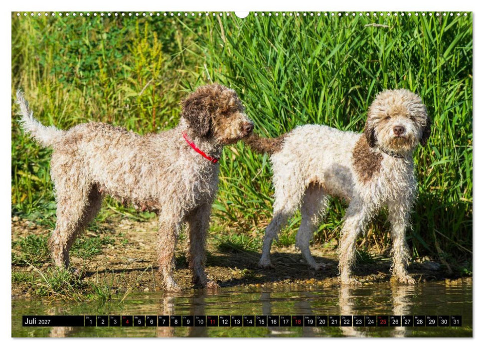 Lagotto Romagnolo - Italienischer Trüffelhund (CALVENDO Premium Wandkalender 2027)