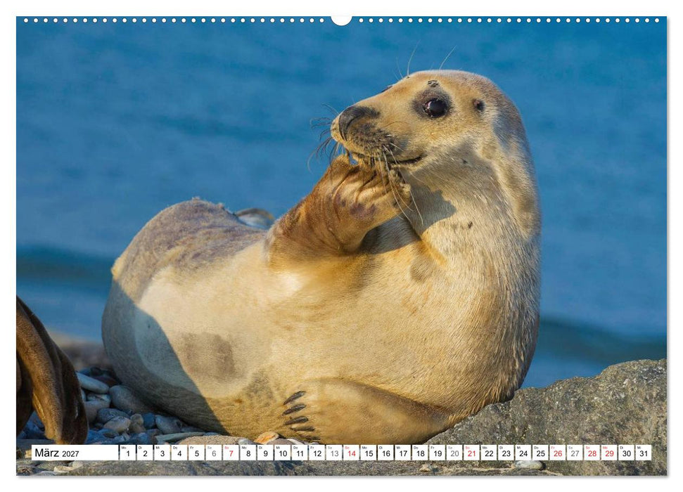 Kegelrobben hautnah (CALVENDO Premium Wandkalender 2027)