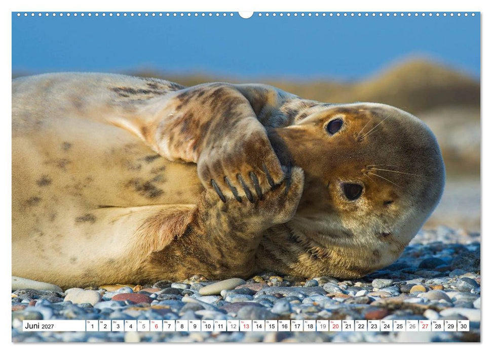Kegelrobben hautnah (CALVENDO Premium Wandkalender 2027)