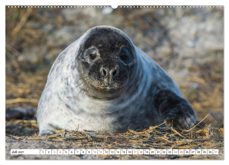 Kegelrobben hautnah (CALVENDO Premium Wandkalender 2027)