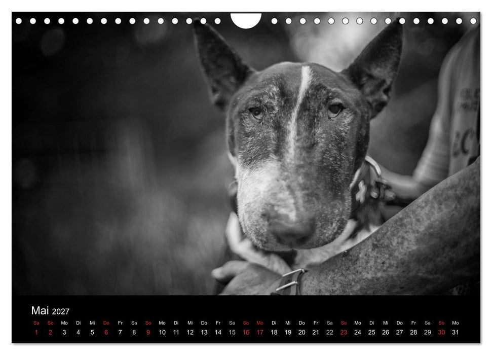 Bullterrier (CALVENDO Wandkalender 2027)