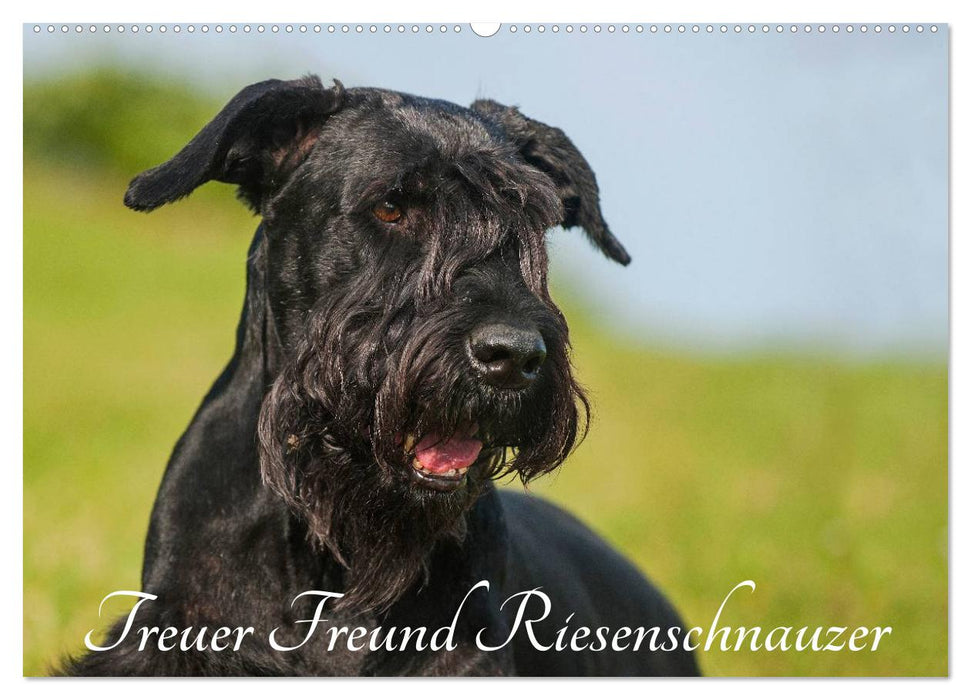 Treuer Freund Riesenschnauzer (CALVENDO Wandkalender 2027)
