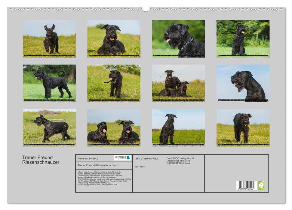 Treuer Freund Riesenschnauzer (CALVENDO Wandkalender 2027)