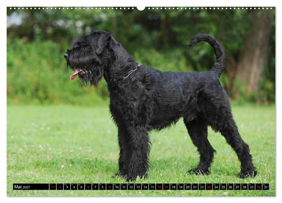 Treuer Freund Riesenschnauzer (CALVENDO Wandkalender 2027)