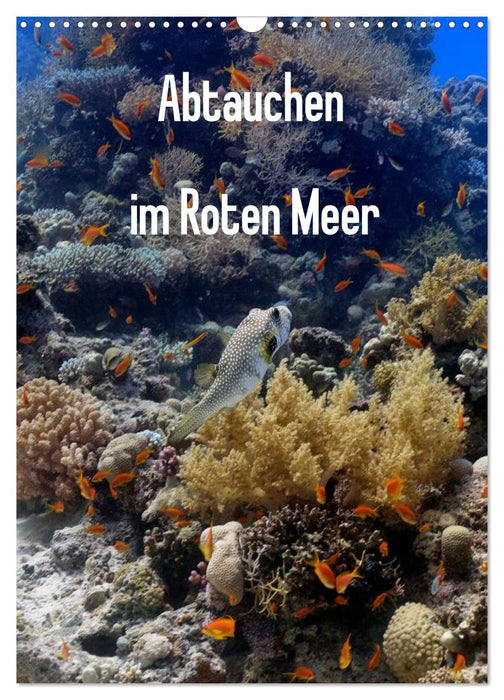 Abtauchen im Roten Meer (CALVENDO Wandkalender 2027)