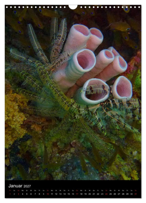 Abtauchen im Roten Meer (CALVENDO Wandkalender 2027)