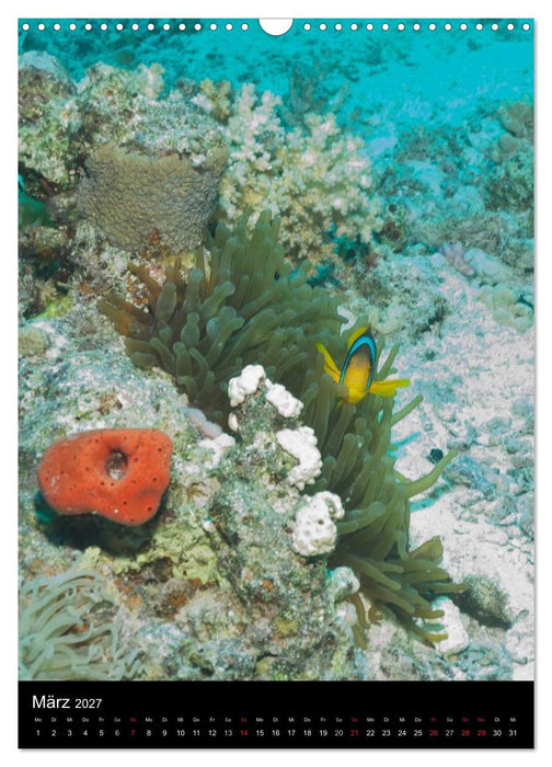 Abtauchen im Roten Meer (CALVENDO Wandkalender 2027)