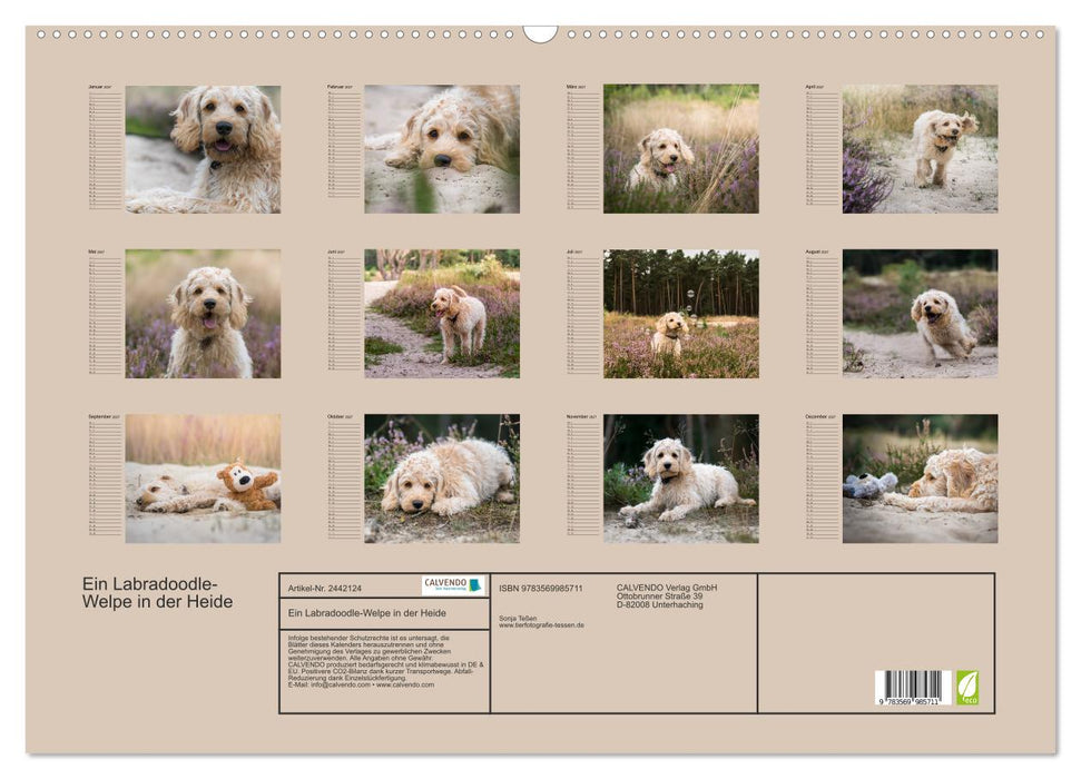 Ein Labradoodle-Welpe in der Heide (CALVENDO Wandkalender 2027)