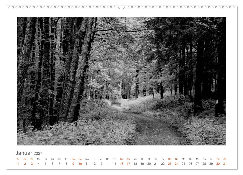 Quo Vadis? Wälder und Wege in der Röhn, Lüneburger Heide und der Mecklenburgischen Seenplatte (CALVENDO Premium Wandkalender 2027)