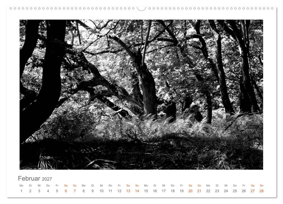 Quo Vadis? Wälder und Wege in der Röhn, Lüneburger Heide und der Mecklenburgischen Seenplatte (CALVENDO Premium Wandkalender 2027)
