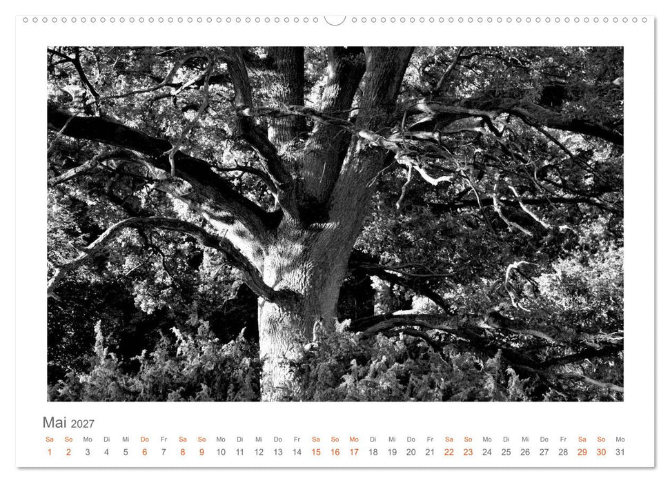 Quo Vadis? Wälder und Wege in der Röhn, Lüneburger Heide und der Mecklenburgischen Seenplatte (CALVENDO Premium Wandkalender 2027)