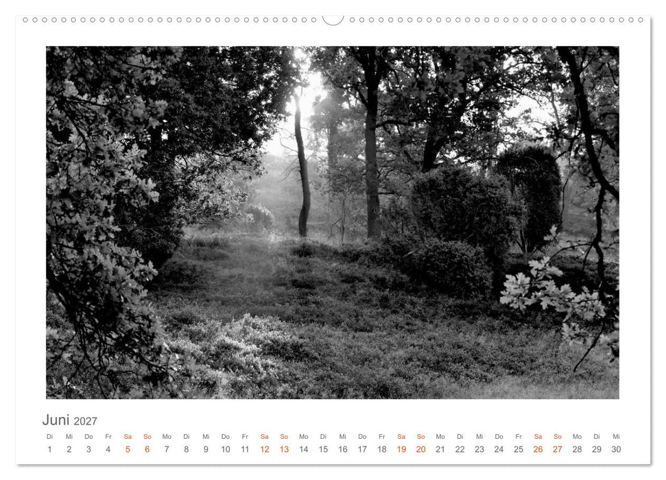 Quo Vadis? Wälder und Wege in der Röhn, Lüneburger Heide und der Mecklenburgischen Seenplatte (CALVENDO Premium Wandkalender 2027)