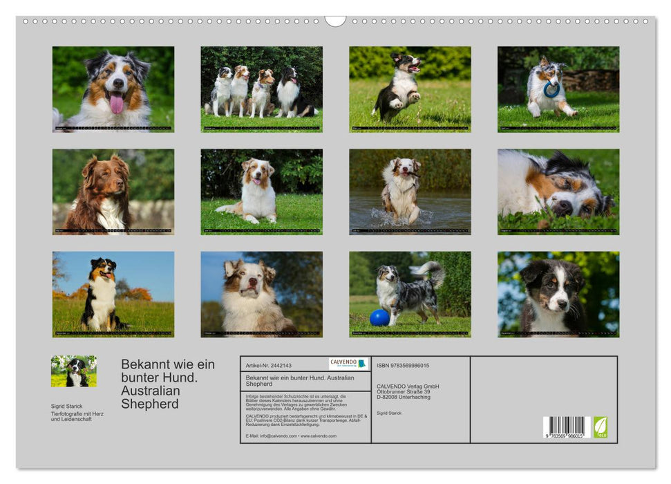 Bekannt wie ein bunter Hund. Australian Shepherd (CALVENDO Wandkalender 2027)