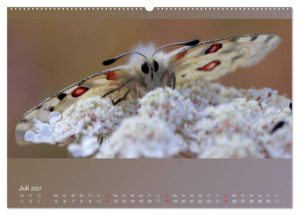 Falter, Käfer und Co.faszinierend, doch extrem gefährdet (CALVENDO Premium Wandkalender 2027)