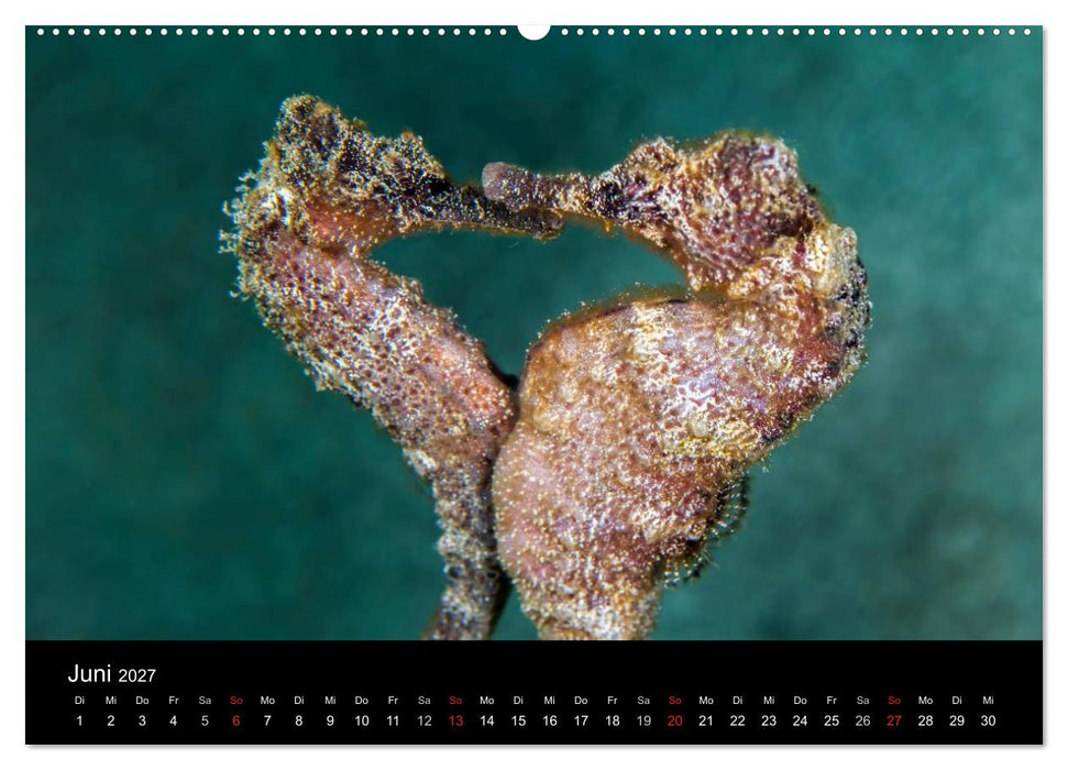 Abgetaucht - an den Küsten vor Curaçao (CALVENDO Wandkalender 2027)