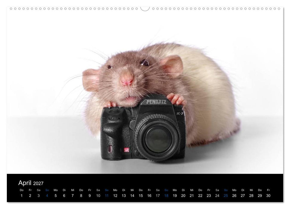 Ratten. Die große Welt der kleinen Nager (CALVENDO Premium Wandkalender 2027)