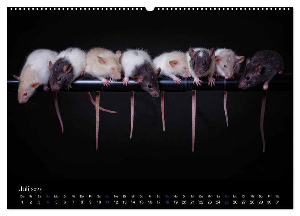Ratten. Die große Welt der kleinen Nager (CALVENDO Premium Wandkalender 2027)