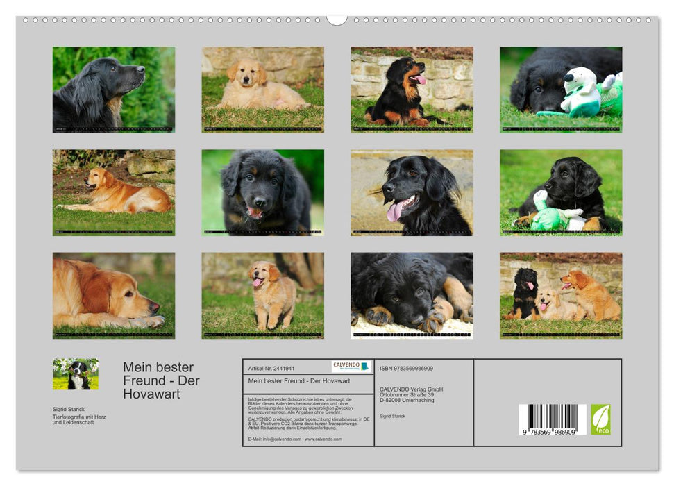 Mein bester Freund - Der Hovawart (CALVENDO Premium Wandkalender 2027)