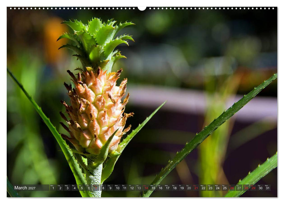 Amazing Costa Rica (CALVENDO Premium-Calendar 2027)