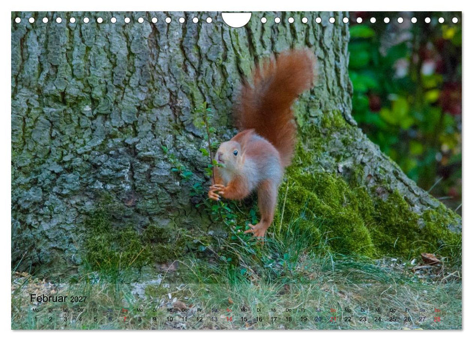Spaß mit Eichhörnchen-Kindern (CALVENDO Wandkalender 2027)