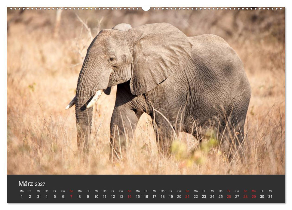 Elefanten - Graue Riesen (CALVENDO Premium Wandkalender 2027)