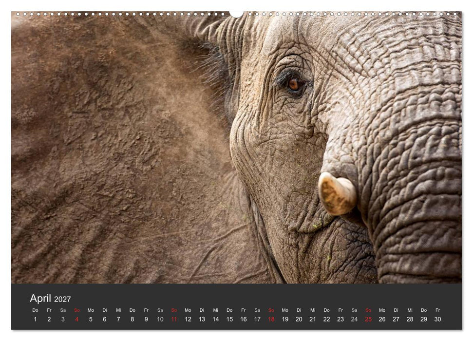 Elefanten - Graue Riesen (CALVENDO Premium Wandkalender 2027)