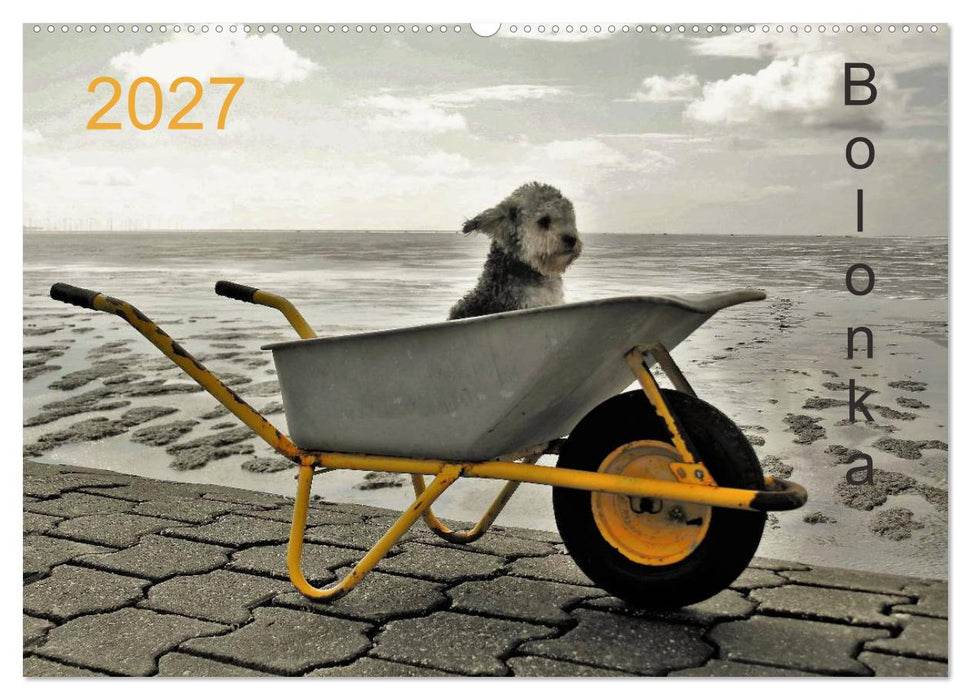 Bolonka 2027 (CALVENDO Wandkalender 2027)