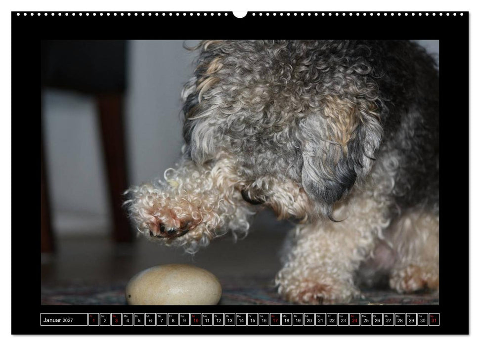 Bolonka 2027 (CALVENDO Wandkalender 2027)