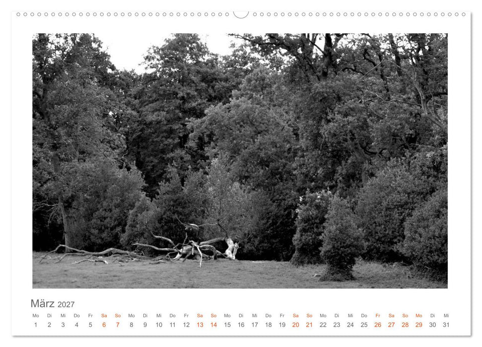 Quo Vadis? Wälder und Wege in der Röhn, Lüneburger Heide und der Mecklenburgischen Seenplatte (CALVENDO Wandkalender 2027)