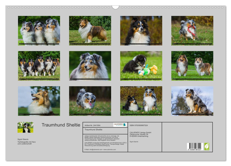 Traumhund Sheltie (CALVENDO Wandkalender 2027)