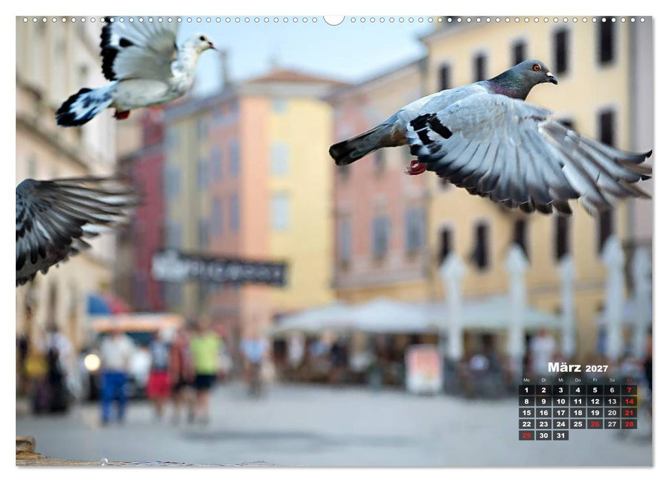 Wie ein Vogel in Rovinj! (CALVENDO Wandkalender 2027)
