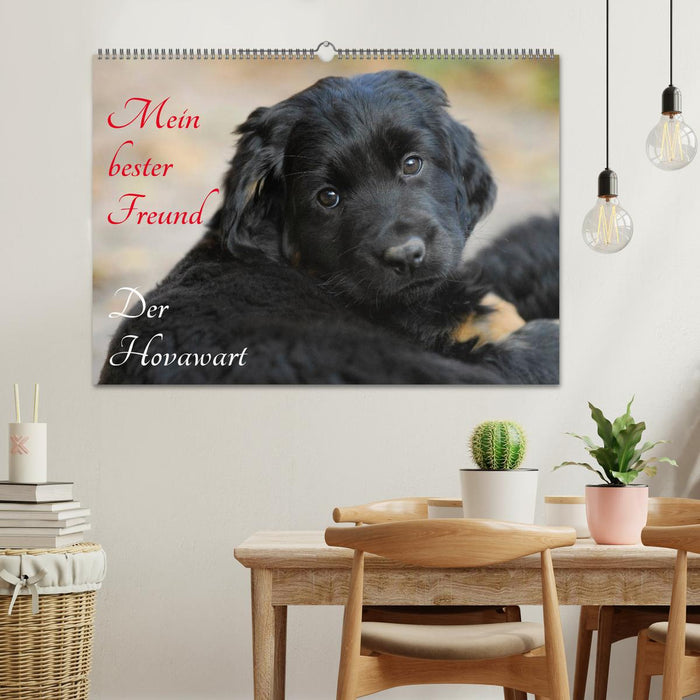 Mein bester Freund - Der Hovawart (CALVENDO Wandkalender 2027)