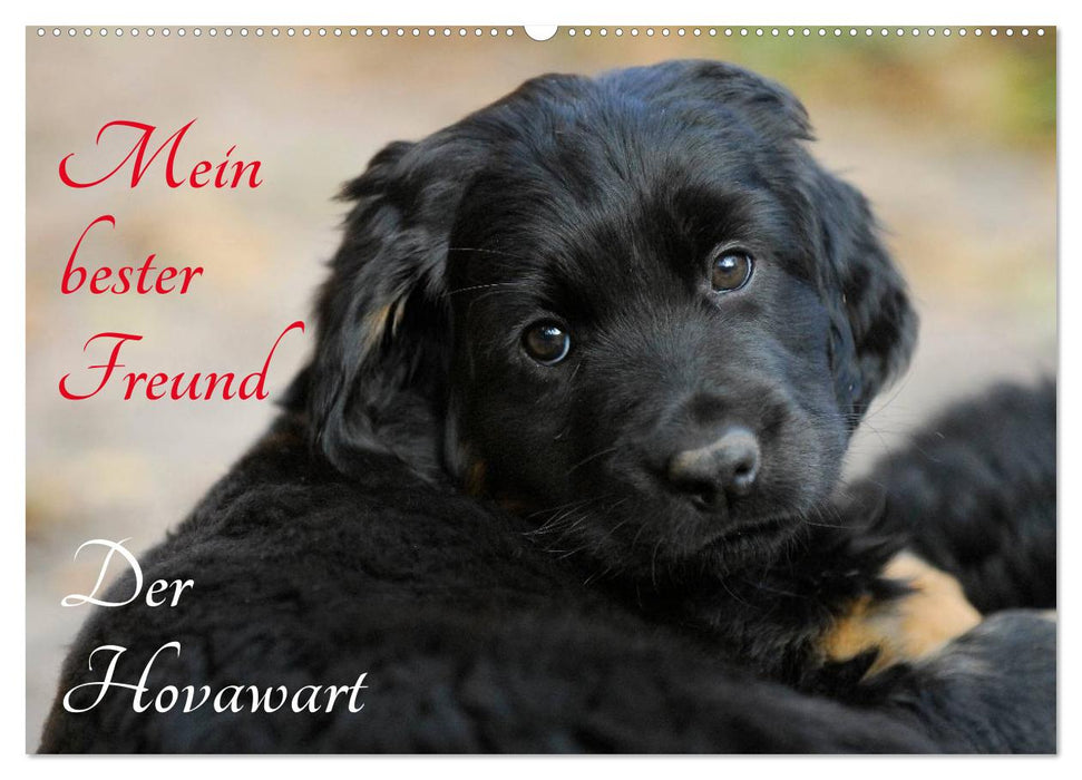 Mein bester Freund - Der Hovawart (CALVENDO Wandkalender 2027)