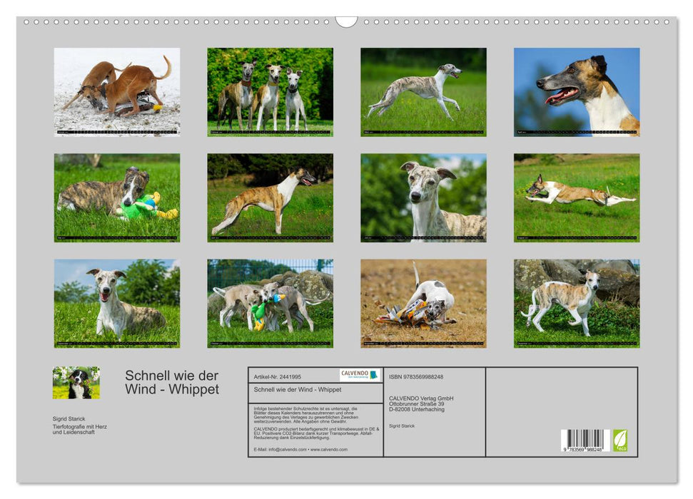 Schnell wie der Wind - Whippet (CALVENDO Wandkalender 2027)