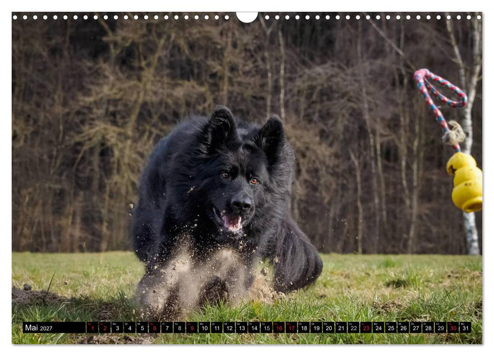 Schwarz ist schön! Der lackschwarze altdeutsche Schäferhund (CALVENDO Wandkalender 2027)