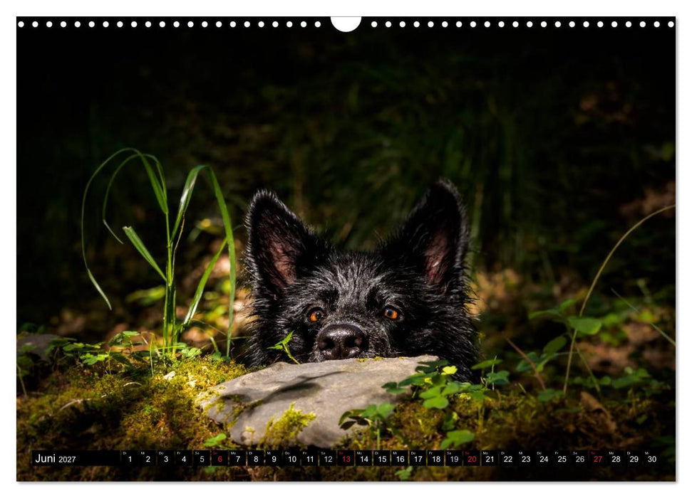 Schwarz ist schön! Der lackschwarze altdeutsche Schäferhund (CALVENDO Wandkalender 2027)