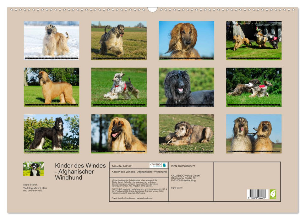 Kinder des Windes - Afghanischer Windhund (CALVENDO Wandkalender 2027)